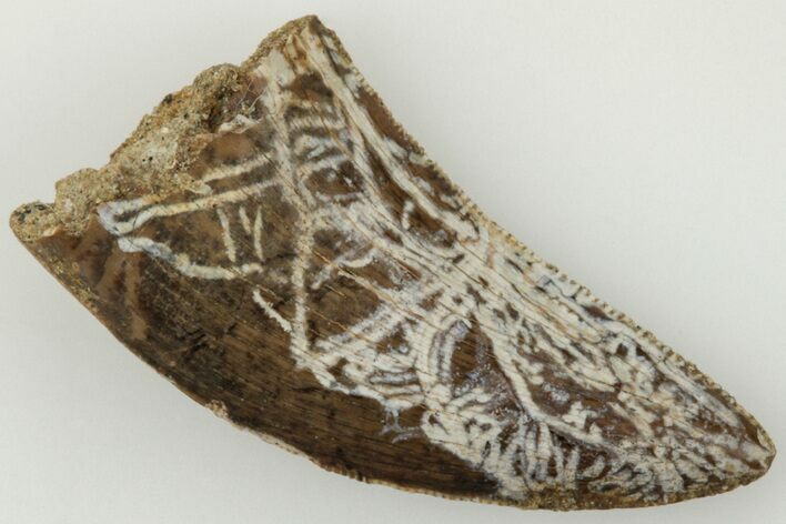 Serrated, .91" Tyrannosaur (Nanotyrannus?) Tooth - Montana